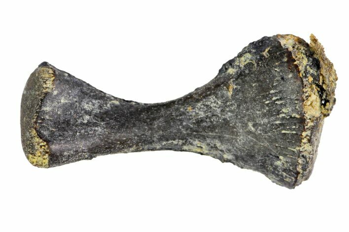 Permian Reptile Humerus Bone - Oklahoma #140117